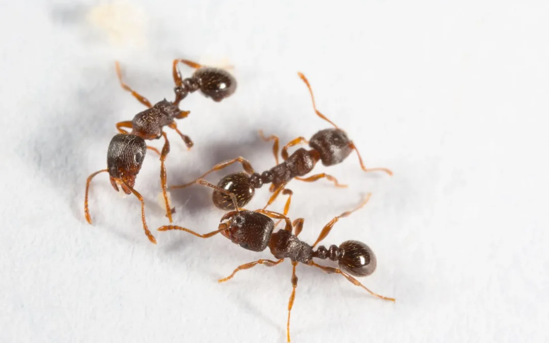 3 Possible Causes of Your Ant Problem