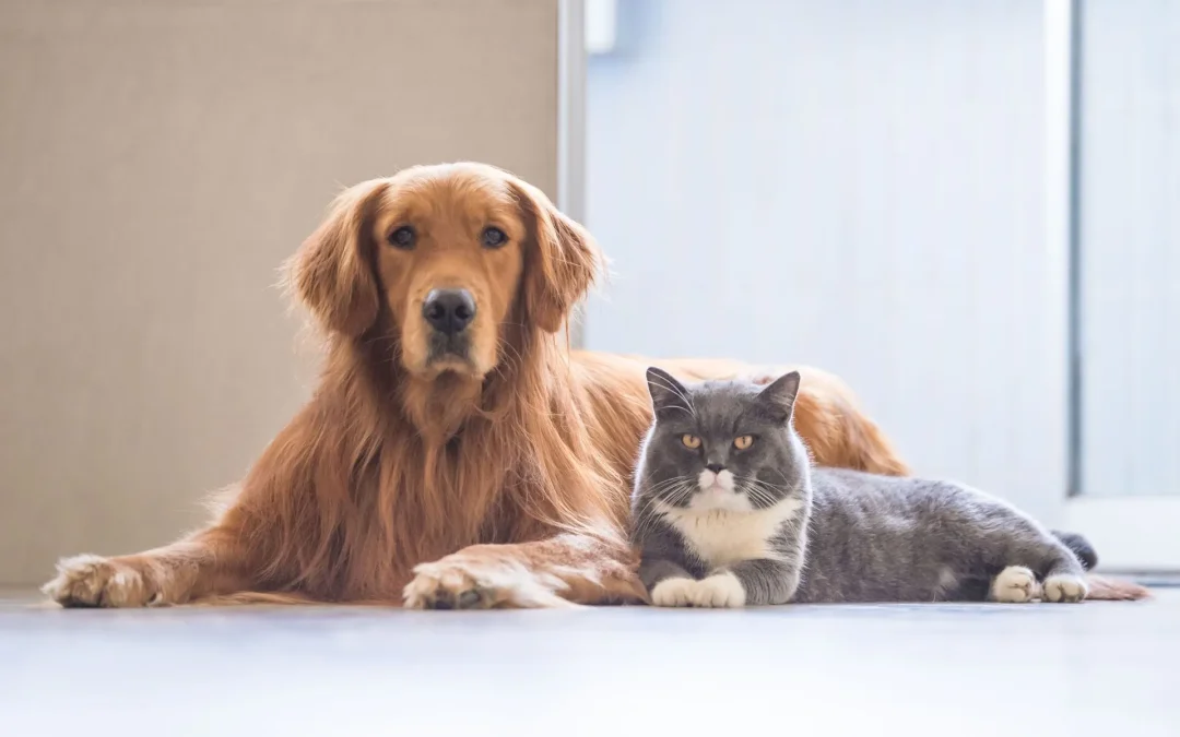 4 Questions to Ask Your Pest Control Company If You Have a Pet