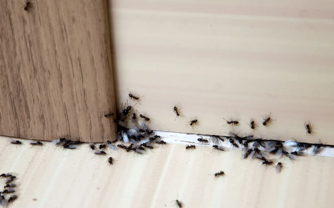 Why Should You Get Professional Pest Removal Services?