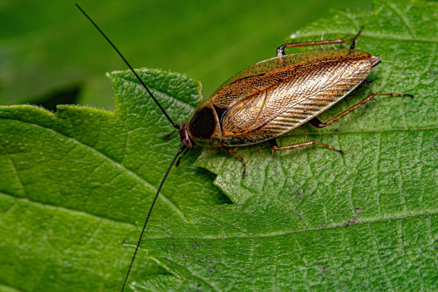 Affordable Pest Solutions LLC - Residential and Commercial Pest Control
