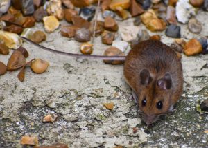 rodent exclusion