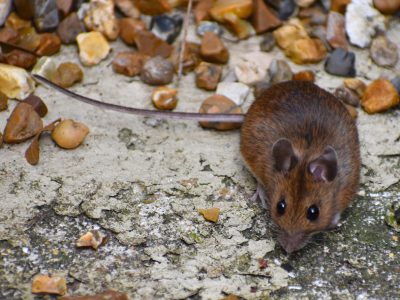 rodent exclusion