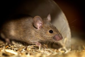 House mouse looking out from a hiding spot among straw, the kind of mouse Budd Lake homeowners find in walls and attics