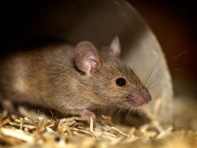 House mouse looking out from a hiding spot among straw, the kind of mouse Budd Lake homeowners find in walls and attics